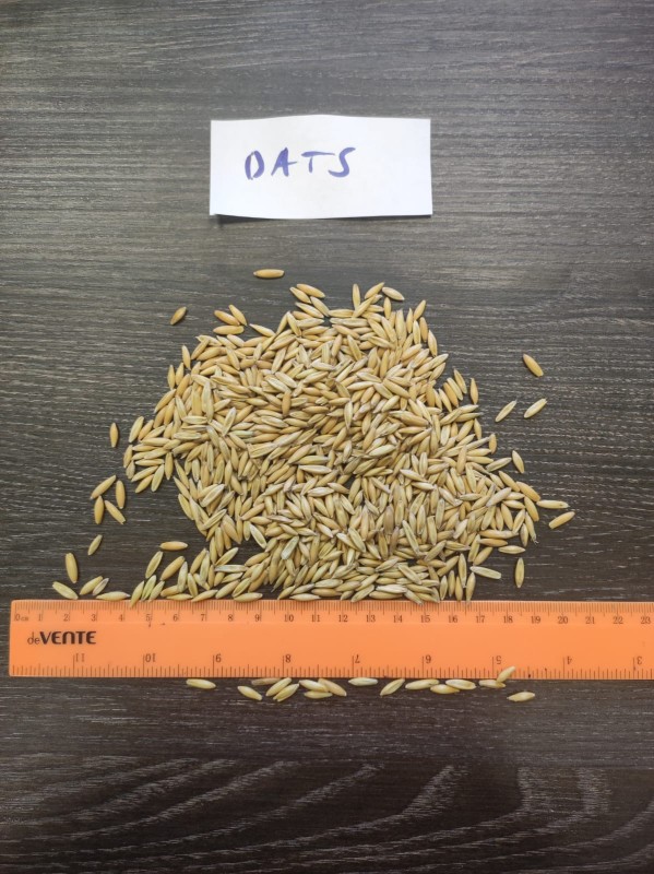 Oats (food grade)-whole grain from Russia